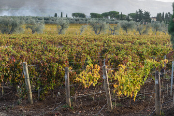 Fototapeta na wymiar Weinanbau mit Herbstfarben bei Sonnenschein, Wolken und blauem Himmel, im November in der Via del Vino, Toskana, Italien.mit toskanischen Hügeln im Hintergrund