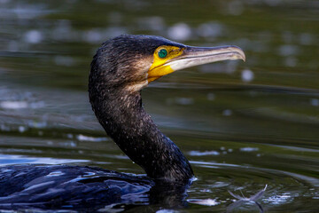 Kormoran (Phalacrocorax carbo)
