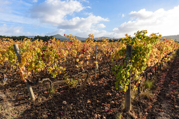 Fototapeta na wymiar Weinanbau mit Herbstfarben bei Sonnenschein, Wolken und blauem Himmel, im November in der Via del Vino, Toskana, Italien.mit toskanischen Hügeln im Hintergrund