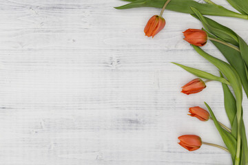 orange tulips on a white background