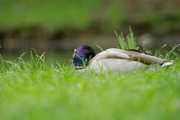 Resting duck