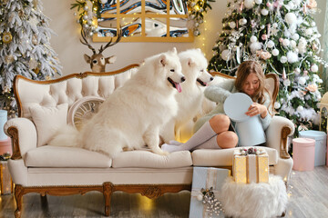 Little cute girl sitting on the sofa with two Samoyed dogs