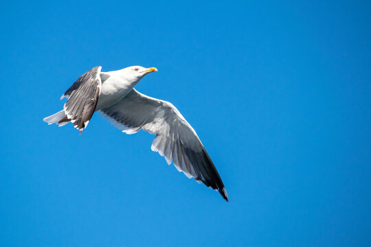 a image of a seagull soaring into the sky against crystal blue background