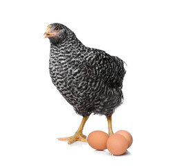 Chicken with eggs on white background. Domestic animal