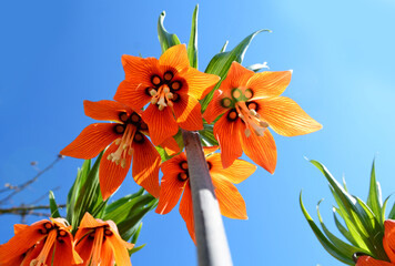 Frittilaria imperialis orange flowers
