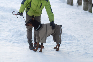 A walk with a Doberman pinscher dog in winter clothes for dogs.