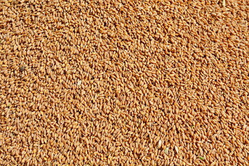 The grains of wheat collected in heaps during harvesting