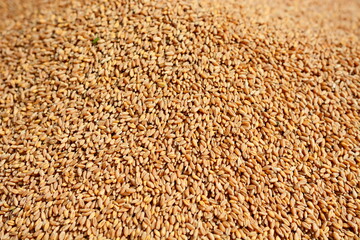 The grains of wheat collected in heaps during harvesting
