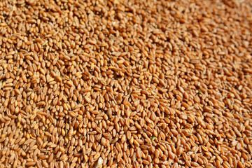 The grains of wheat collected in heaps during harvesting