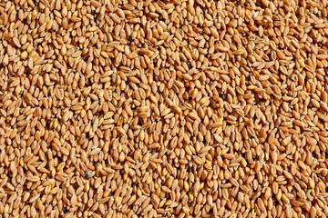 The grains of wheat collected in heaps during harvesting