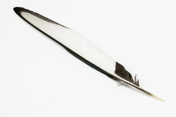 black and white magpie feather on a white isolated background