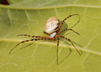 big striped garden spider sitting on plant leaf