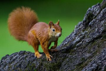 Eichhörnchen (Sciurus vulgaris)