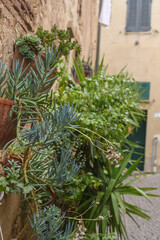 Sukkulente an Hauswand vor italienischer Stadt im Hintergrund