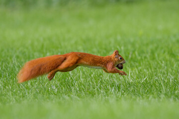Eichhörnchen (Sciurus vulgaris)