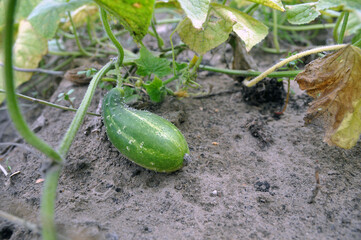 Growing cucumbers in the garden. Curled cucumber due to lack of watering.