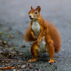 Eichhörnchen (Sciurus vulgaris)