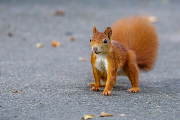 Eichhörnchen (Sciurus vulgaris)