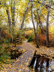 Fototapeta na wymiar Autumn forest trail leads over a creek
