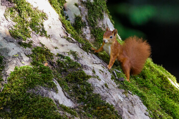 Eichhörnchen (Sciurus vulgaris) © Rolf Müller
