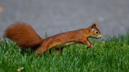 Eichhörnchen (Sciurus vulgaris)