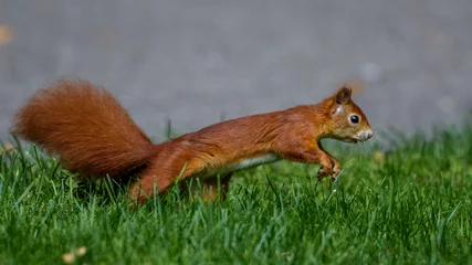 Tableau sur aluminium  Eichhörnchen (Sciurus vulgaris)  © Rolf Müller