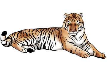 寝そべる虎
