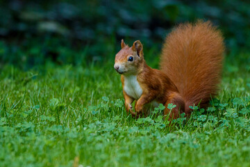 Eichhörnchen (Sciurus vulgaris)