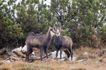 pair of chamois on the alert.