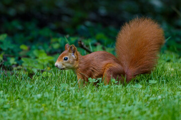 Eichhörnchen (Sciurus vulgaris)