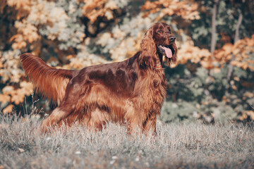 Magnificent Irish red setter on the background beautiful yellow, orange leaves Autumn on a Sunny day. Vintage colors