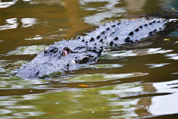 alligator in the swamp