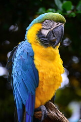 blue and yellow macaw