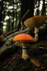 Group of flyagaric mushrooms growing between tree roots in the woodland. Beautiful autumnal photo of red mushroom with white dots. Amanita muscaria species fungi in different shapes and growth stages