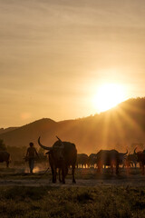 Fototapeta na wymiar wildebeest at sunset, buffalo and cow on the glass savanna field at koh samui , suratthani ,thailand