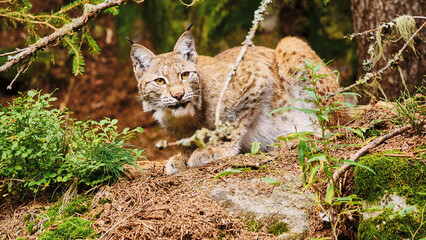 lynx (Lynx lynx) looking for prey