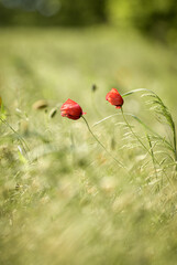 red flowers