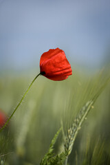 red poppy in the field