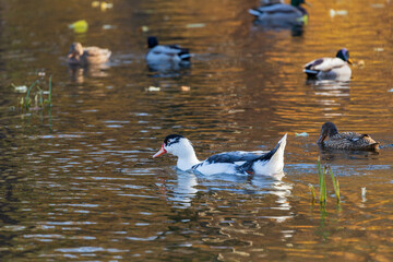 Male and female ducks swim in the water on a pond in the setting sun.