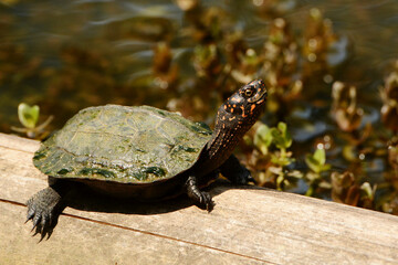 Juvenile Sri Lanka black turtle (Melanochelys trijuga thermalis) basking on a log in a pond at Royal Botanical Gardens in Peradeniya, Sri Lanka.