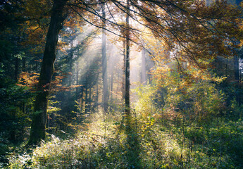 Misty Forest - Hoods in autumn. Sun through the trees.