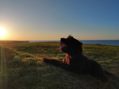 Panting dog, Basil, at sunset, playing with his trusty tennis ball upon Weybourne Cliffs, North Norfolk