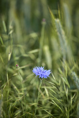 flowers in the garden