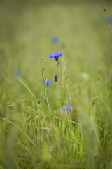 dragonfly on the grass