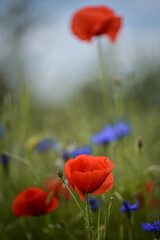 red poppy in the field