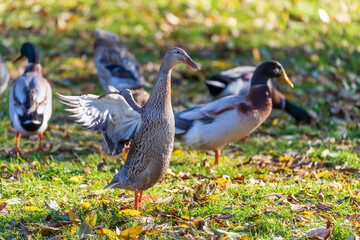 Male and female ducks swim in the water on a pond in the setting sun.
