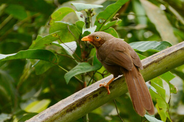Endemic Yellow-billed Babbler (Argya rufescens) perched at the northern boundary of Sinharaja Forest