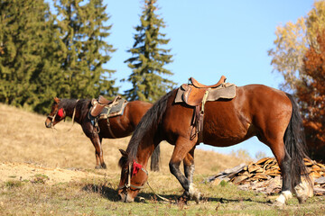 Beautiful horses grazing on pasture. Lovely pets