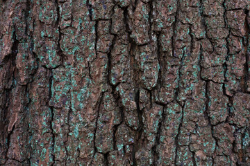 Tree bark Texture 