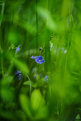 blue butterfly on the grass
